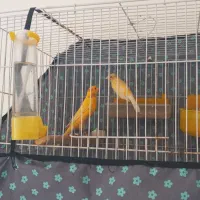 یک جفت قناری