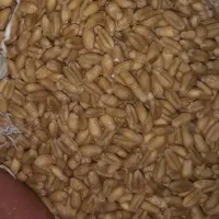 گندم بوجاری درجه یک