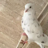 کفتر مایه درجه یک