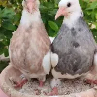 طوقی جوجه جفت زده بیرون