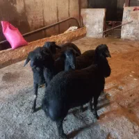 پنج عدد بره نر قزل افشاری