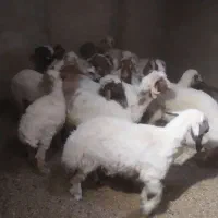 فروش (بره) گوسفند چاق گوشتی