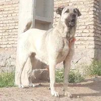 ماده سرابی نگهبان