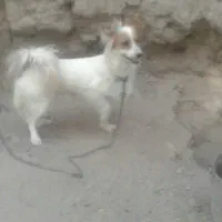 سگ پاکوتا