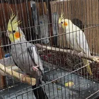 جفت عروس هلندی مولد با جوجه