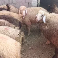 بره
