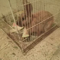 خرگوش