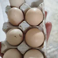 تخم نطفه دار اوشامو های ژاپنی