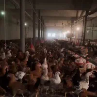 فروش  نیمچه  ۷۰۰ تا ۸۰۰ گرم‌