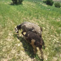 میش ،بز ،بره