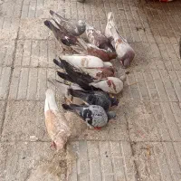 بیست عددکفتر مسافتی و پریشی