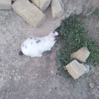 خرگوش