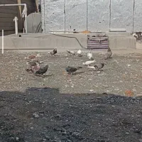 کفتر|پرنده|بندر ترکمن, |دیوار