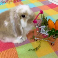 خرگوش لوپ هلندی با تمام وسایل