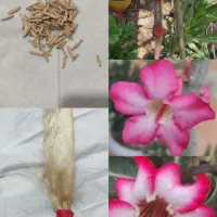 بذر بونسای آدنیوم