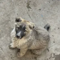 توله افغان دوبرمن