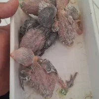 جوجه طوطی برزیلی