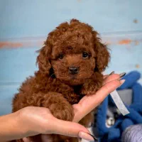 سگ.پودل توله پودل(دارک رد) ۷۰روز.