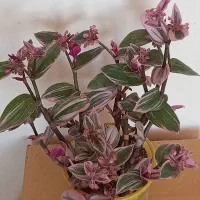 گلهای بهاری