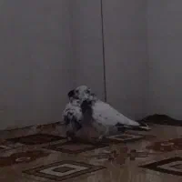 کبوتر رفته