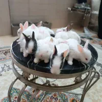 خرگوش و پرنده