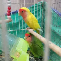 طوطی کوتوله