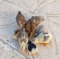 جوجه مرغ