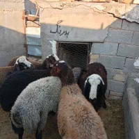 بره نر  چاق