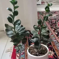 تعدادی گل|گل و گیاه طبیعی|مشهد, کوی سیدی|دیوار