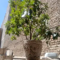 گل یاس