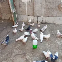 25طوق کبوتر همه نوع خال