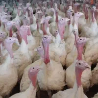 بوقلمون زنده