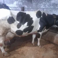 حیوانات.مزرعه