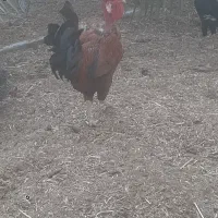 خروس