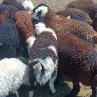 بره نر سبک