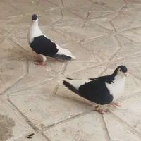 کفتر|پرنده|مشهد, کشف|دیوار
