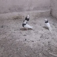 ۷۰۰۰۰۰۰|پرنده|کهک, |دیوار