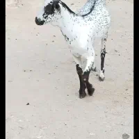 بز بزرگ