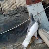 کفتر پرشی جفتگاه قفس نر ماده رنگه آلمانی صید جوجه