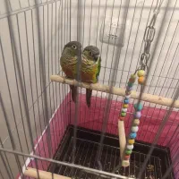 طوطی|پرنده|پرند, فاز ۵|دیوار