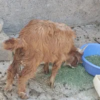 بز نر