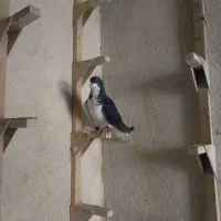 کفتر،