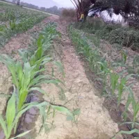 کاه یونجه