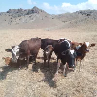 گاو شیری