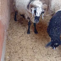 بره نر سبک برا قربانی کیلوی 700