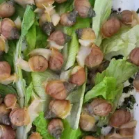 حلزون 2 تا 6 سانتی