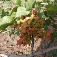 پیوند درخت پسته و فروش ترکه احمد آقایی اکبری