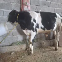 گوساله نر