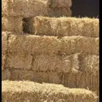 کاه گندم|لوازم جانبی حیوانات|لار, |دیوار