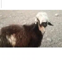 بره قوچ ترکی سناتوری